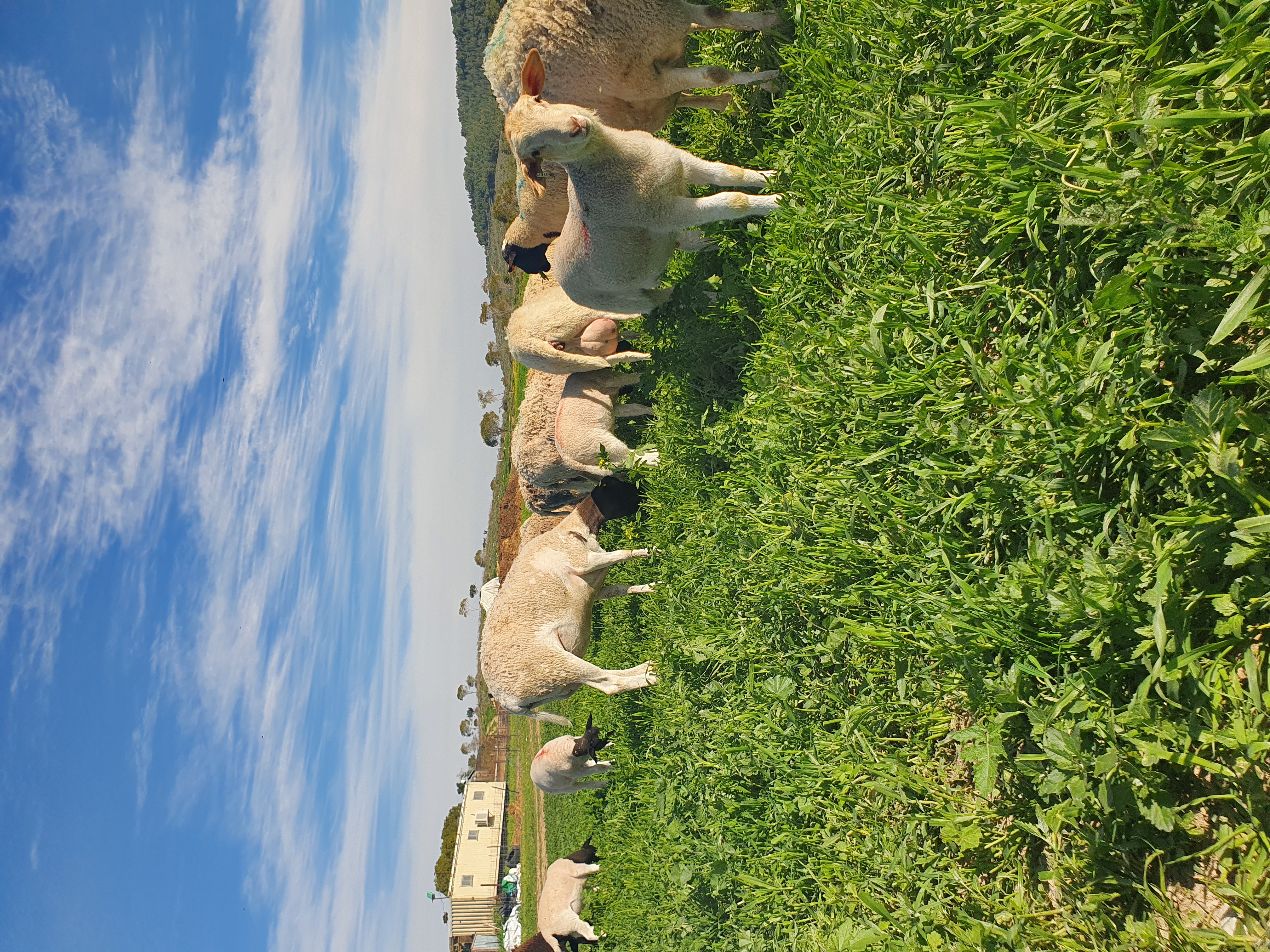 חוות הר שמש Har Shemesh Ranch - תמונה 3