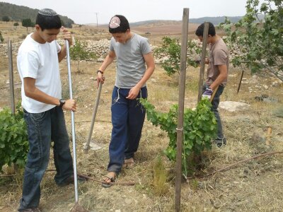 חוות זעק-כפר אהבה zaak farm - תמונה 6